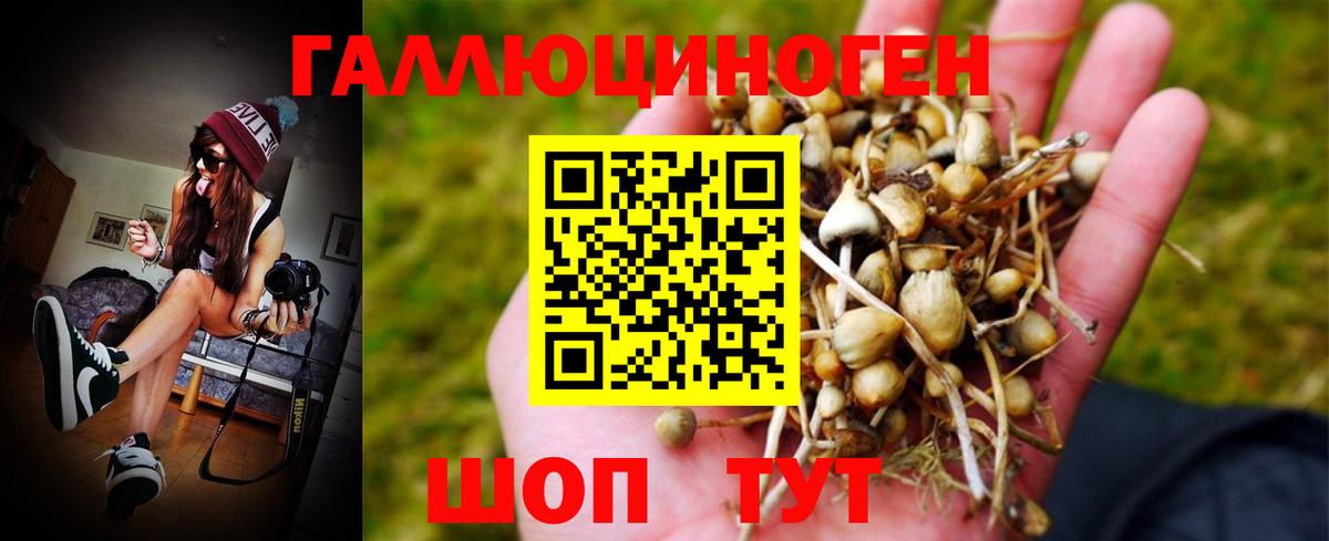 Кувандык  Псилоцибиновые грибы Psilocybine cubensis  Вход с VPN 